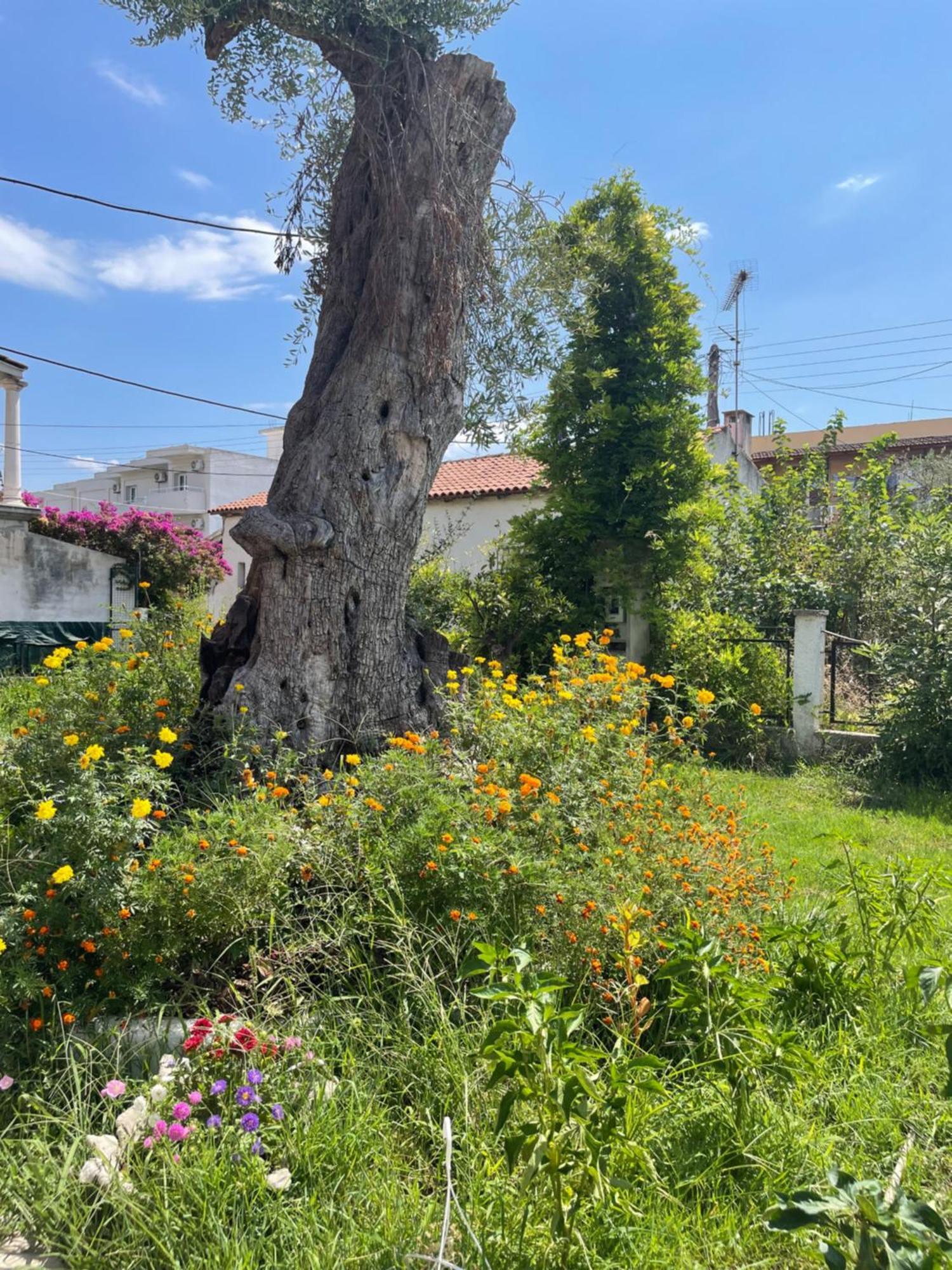 Apartment Aurelia Seaside Kavos