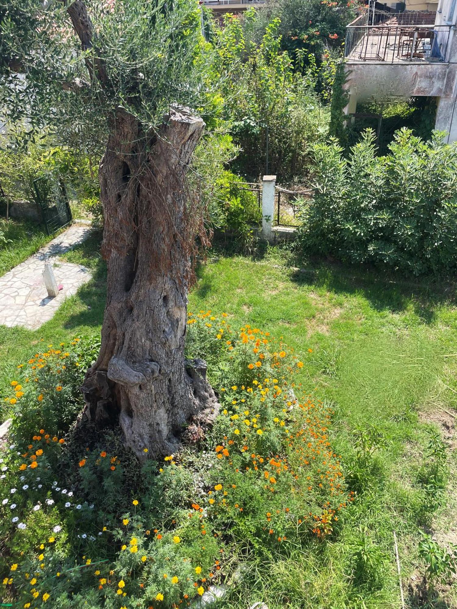 Aurelia Seaside * Kavos
